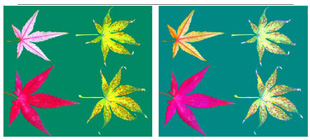 高光谱技术带你揭秘枫叶变色过程
